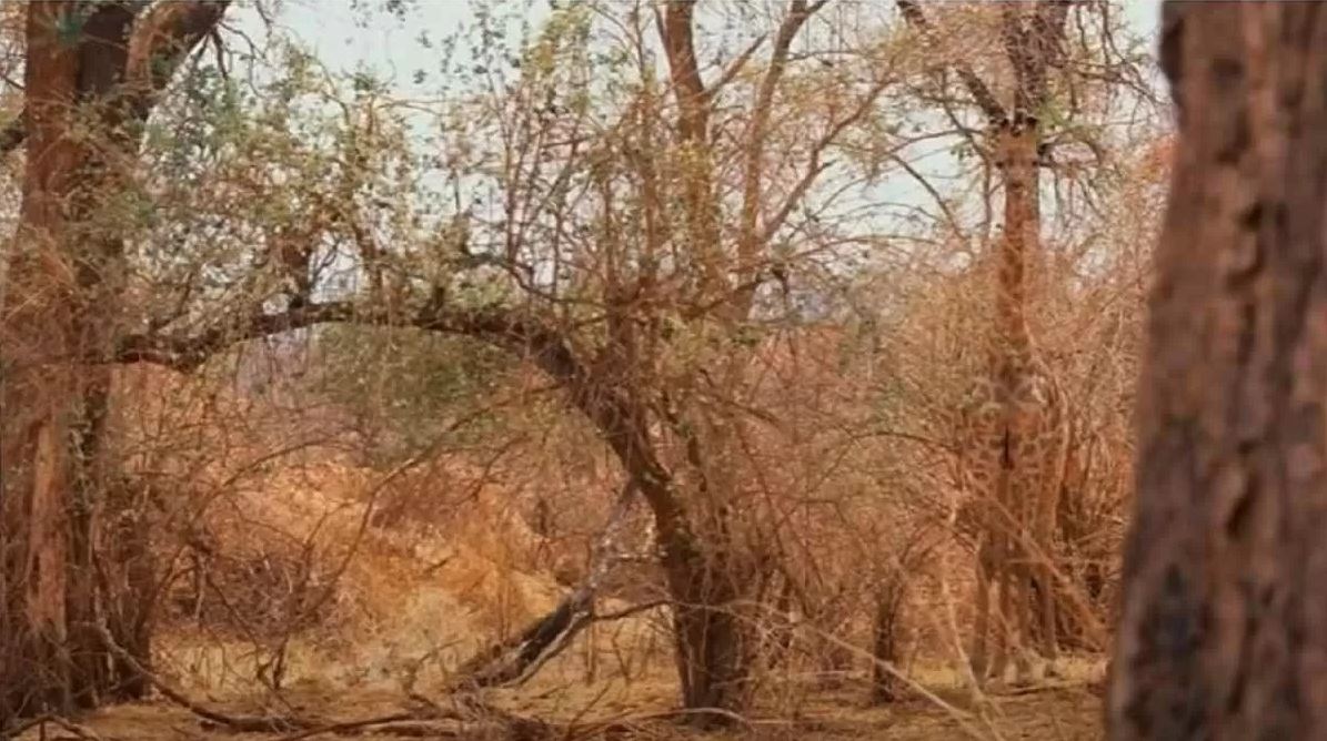 Οπτική Ψευδαίσθηση: Μπορείτε να εντοπίσετε την κρυμμένη καμηλοπάρδαλη σε 6 δευτερόλεπτα;