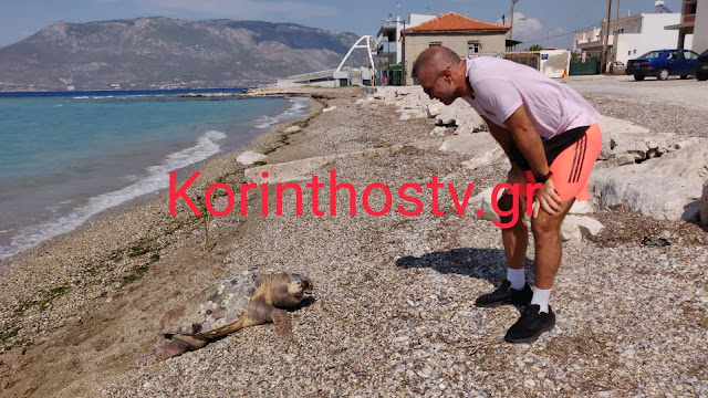 νεκρή χελώνα καρέτα-καρέτα