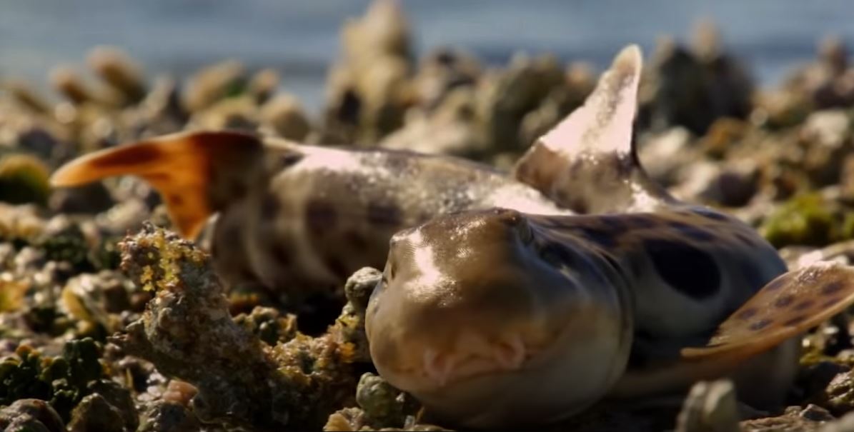 Ο καρχαρίας που βγαίνει και περπατά στη στεριά