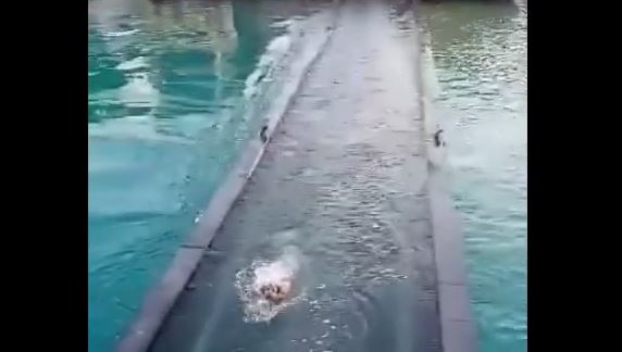 σκύλος Κόρινθος