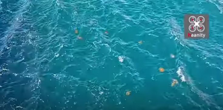 μέδουσες Χαλκίδα