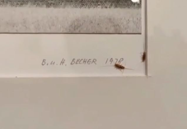 Ιράν: Μουσείο έκλεισε λόγω viral βίντεο που δείχνει… ζωύφια να τρώνε χαρτί πάνω σε διάσημη φωτογραφία