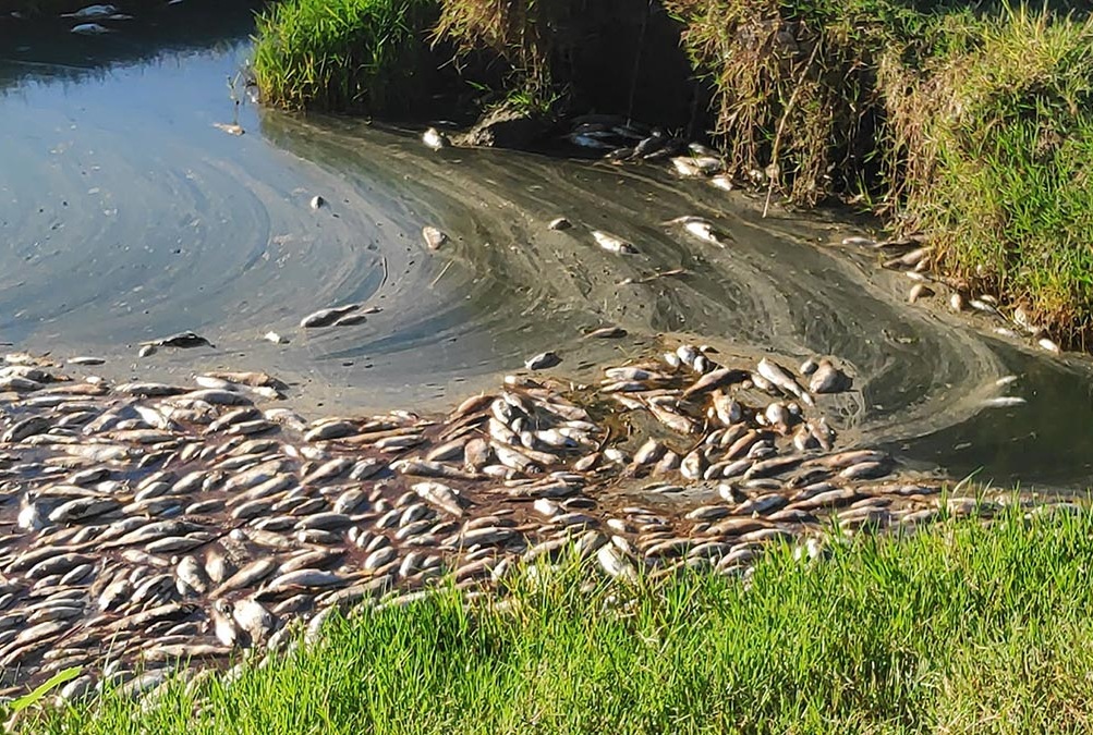 Γαλλία: Μεγάλη οικολογική καταστροφή σε δύο λίμνες – Βρέθηκαν τεράστιες ποσότητες νεκρών ψαριών