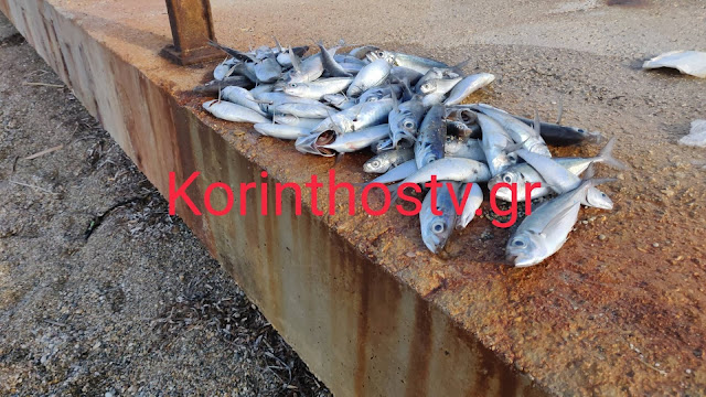 اليونان كورنثيا - شاطئ كورنثيا امتلأ بالأسماك الميتة [صور فيديو]