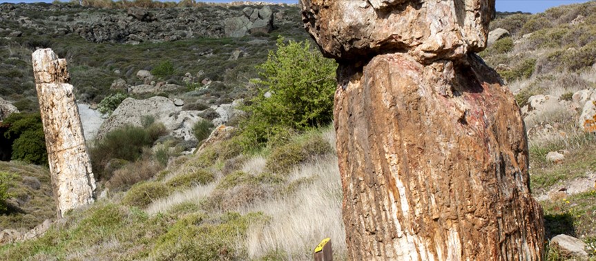 Στη δυτική Λέσβο δεν υπάρχει μόνο ένα απολιθωμένο δάσος αλλά τέσσερα