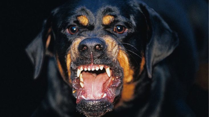 σκυλιά- ροτβάιλερ