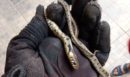 Τρόμος στην Κοζάνη: Βρήκε φίδι μέσα στο σπίτι όταν πήγε να πάρει χαρτοπετσέτα