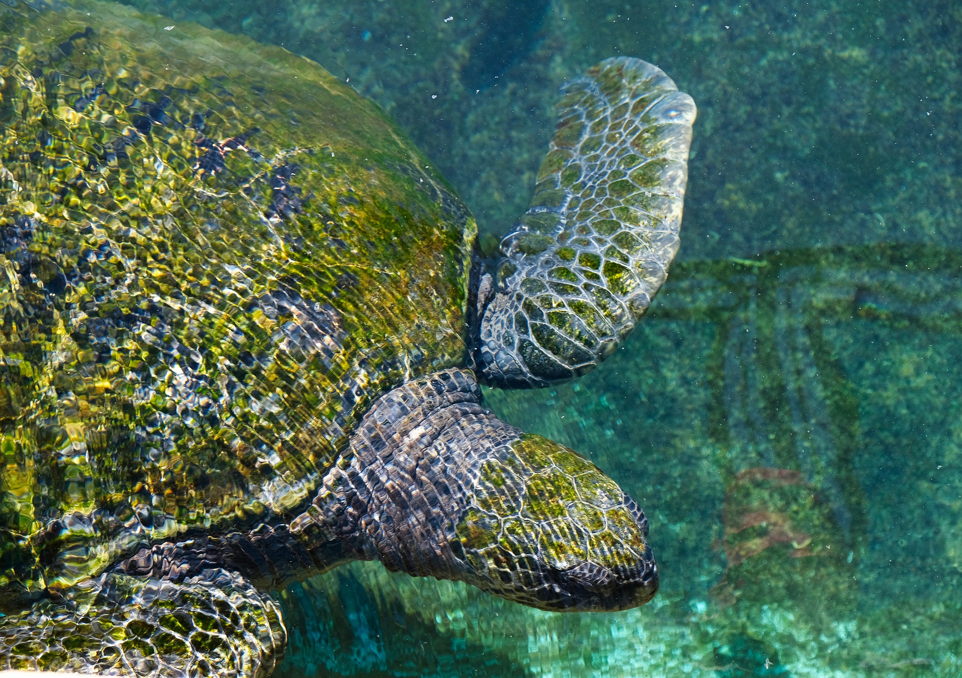 turtle χελώνα