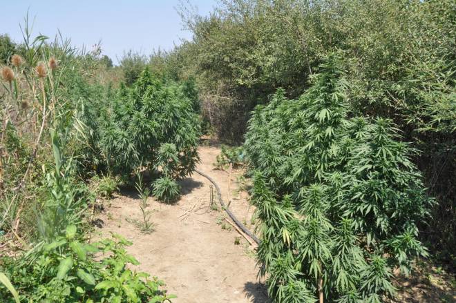 Η χασισοφυτεία