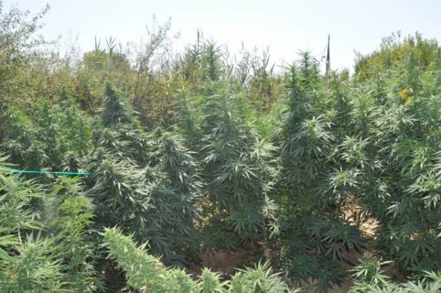 Φυτεία Χασίς στην Ηλεία