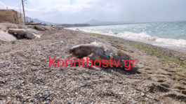 χελώνα καρέτα-καρέτα