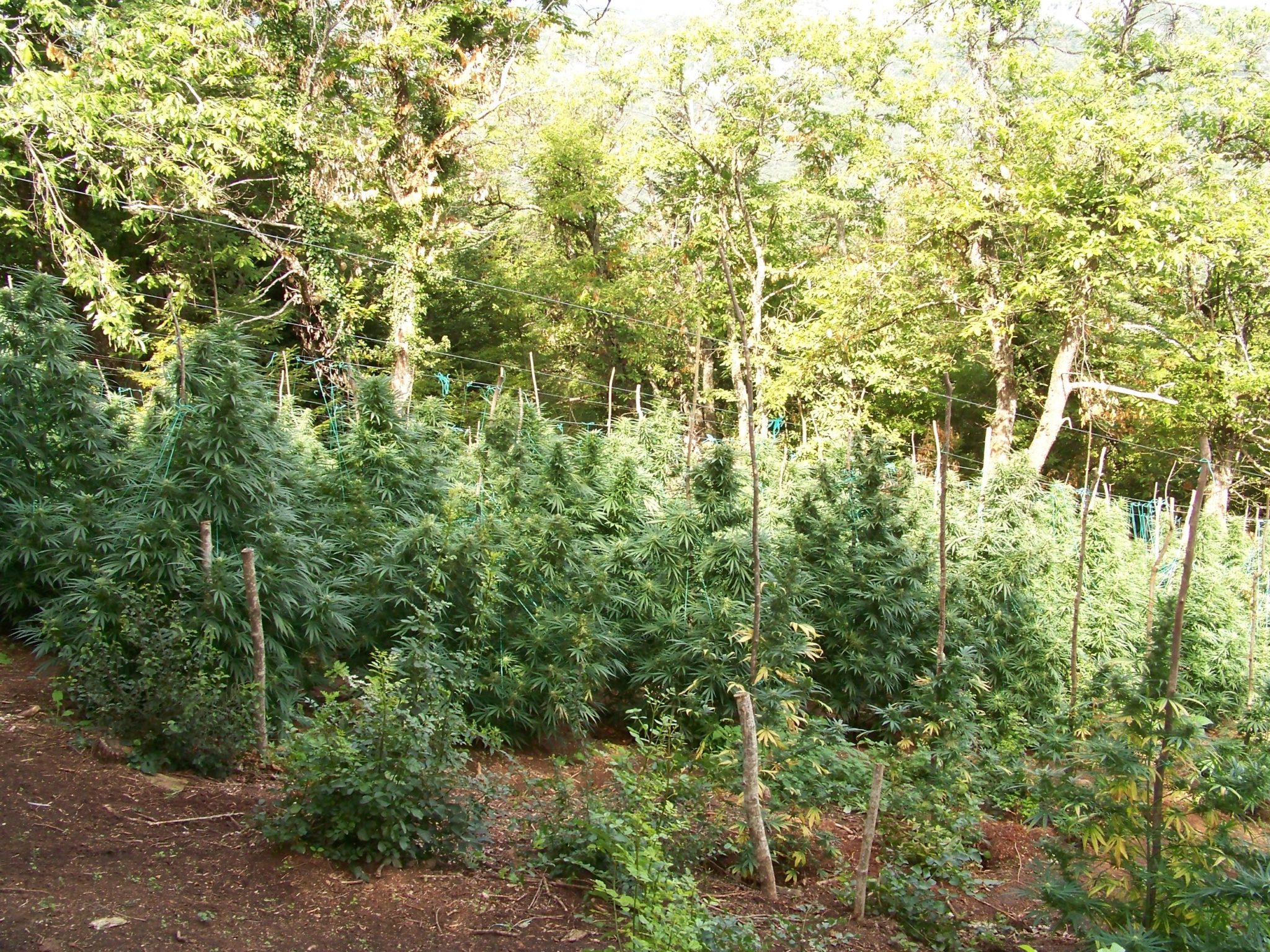 χασισοφυτεία Όλυμπος