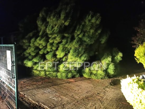 Δέντρο στις Σέρρες