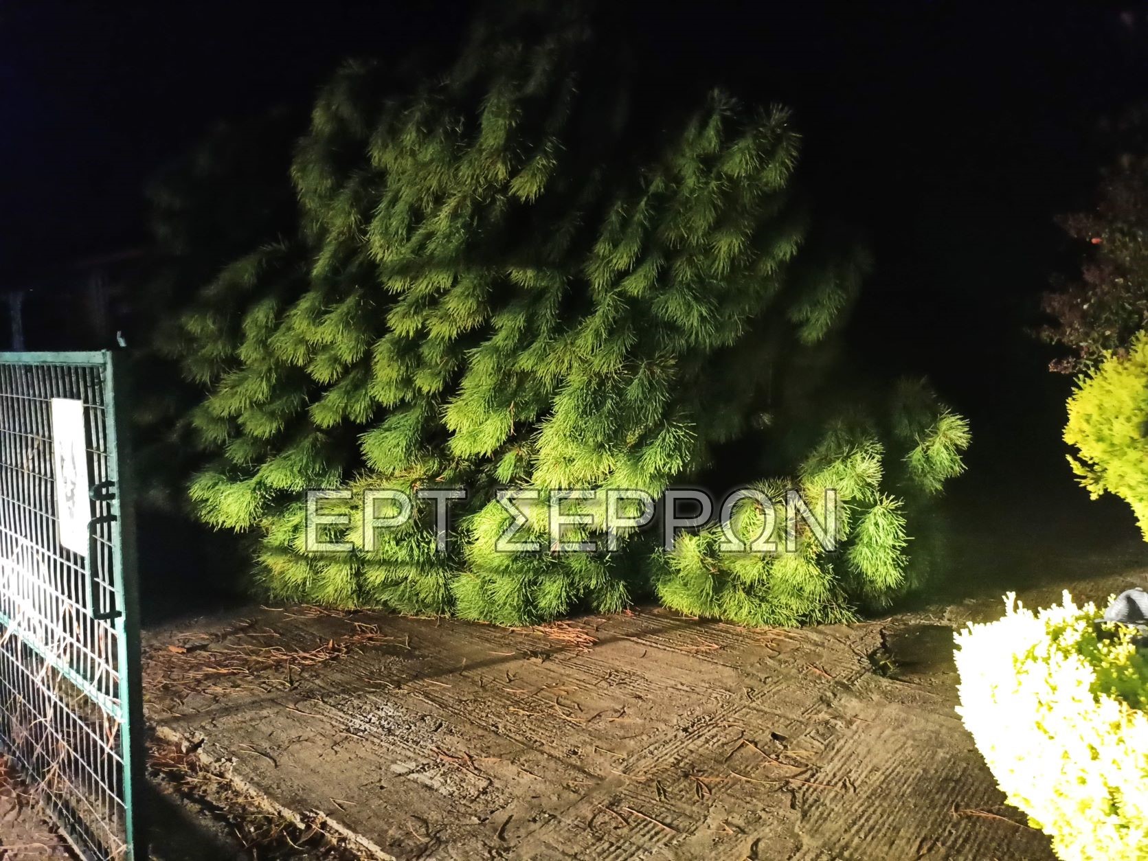 Δέντρο στις Σέρρες