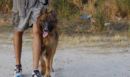 Ο σκύλος Ρεξ που κόντεψε να καεί στη φωτιά στην Πεντέλη αναζητά νέα οικογένεια