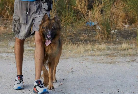 Ο σκύλος Ρεξ που κόντεψε να καεί στη φωτιά στην Πεντέλη αναζητά νέα οικογένεια