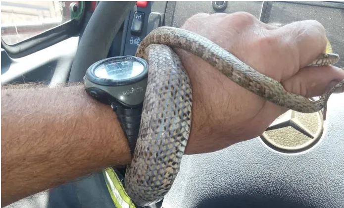 φίδι στα Χανιά