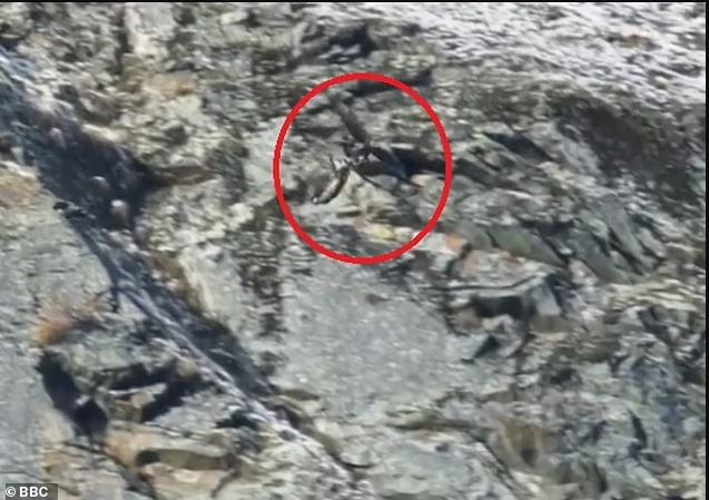 Η μάχη χρυσαετού με αγριοκάτσικο: Συγκλονιστικές εικόνες στο Frozen Planet