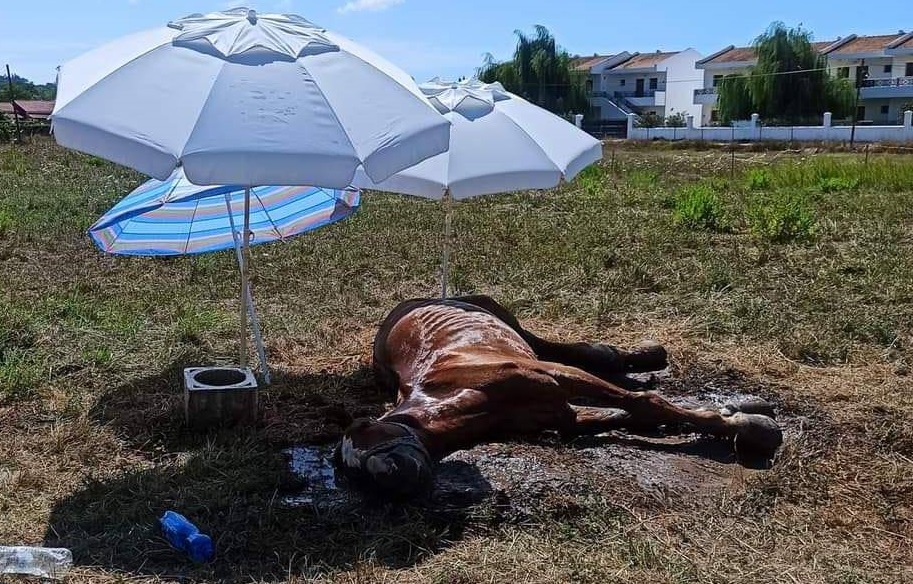 Κέρκυρα Άλογο