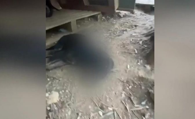 Φιλιππιάδα Κυνοκομείο