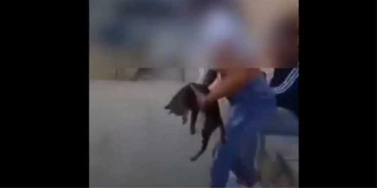 μαθήτρια κακοποίηση γάτας Ρέθυμνο