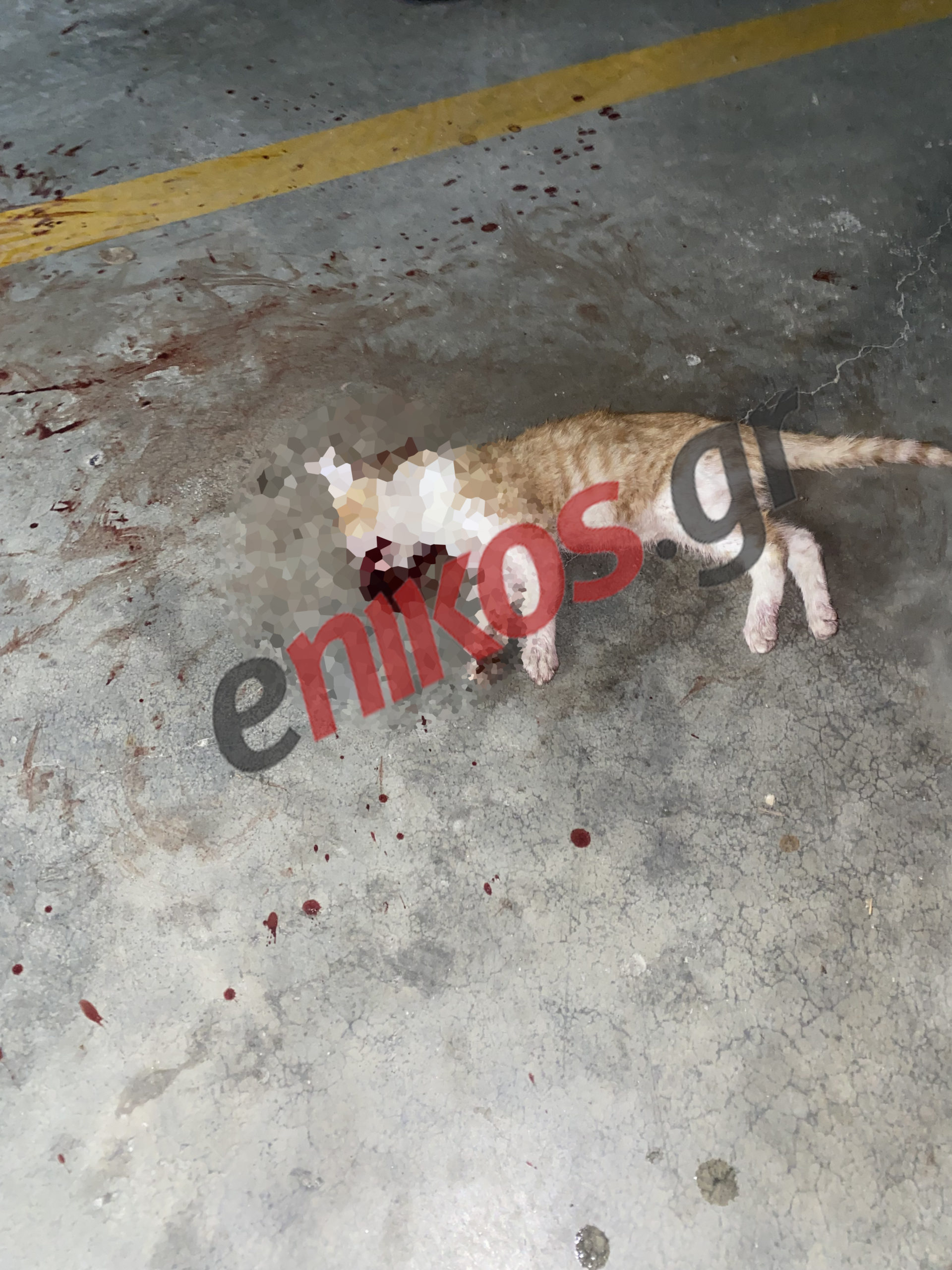 Κτηνωδία Γατάκι Θεσσαλονίκη