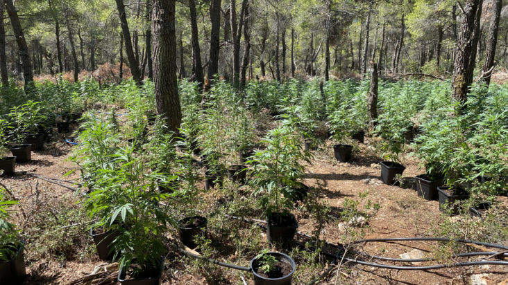 κύκλωμα κάνναβη