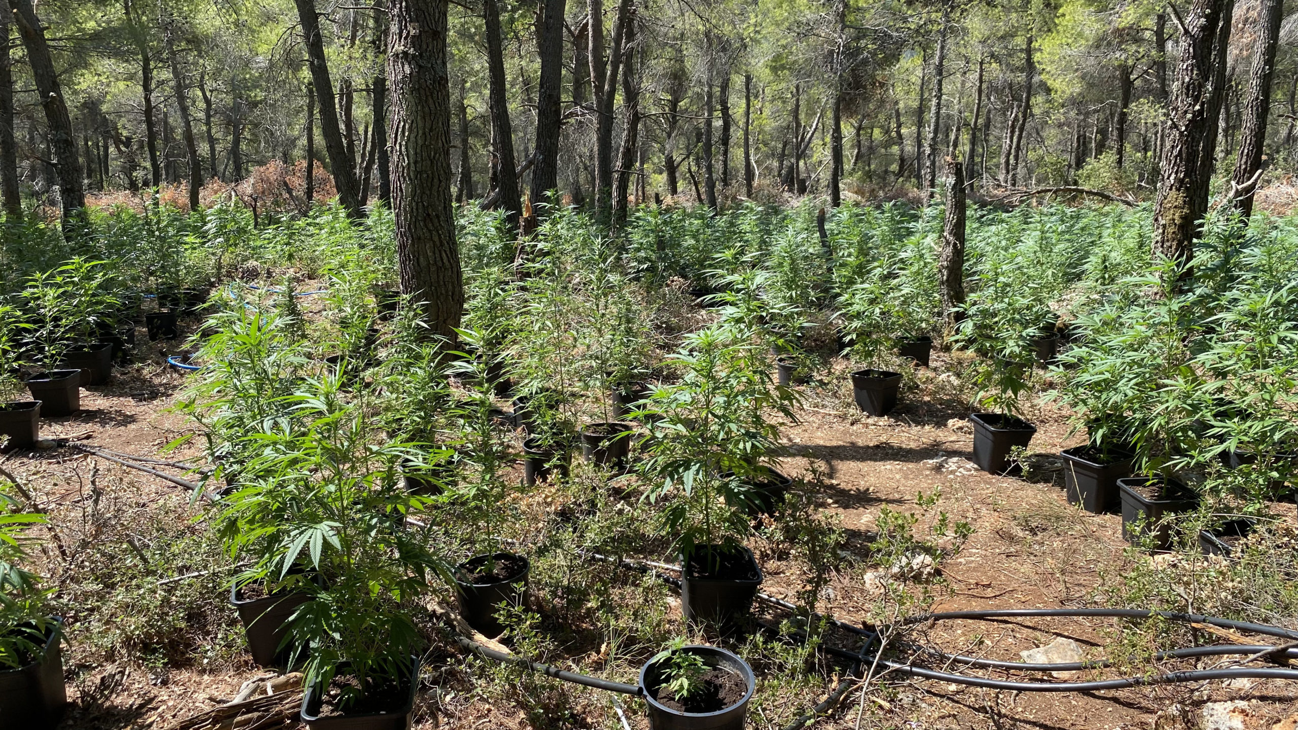 κύκλωμα κάνναβη