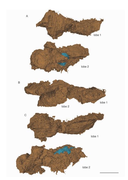 Καρδιά Ψάρι Απολίθωμα