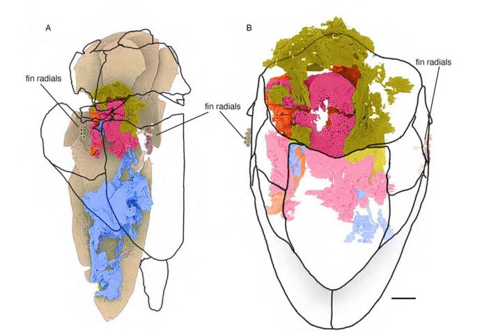 Καρδιά Ψάρι Απολίθωμα
