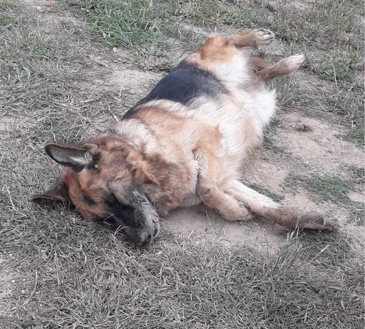 Καρδίτσα σκύλος