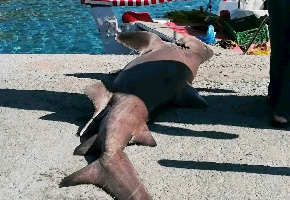 Καρχαρίας Χανιά