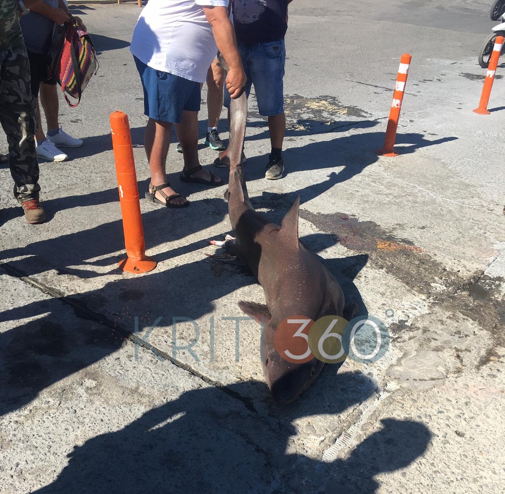 Καρχαρίας Χανιά