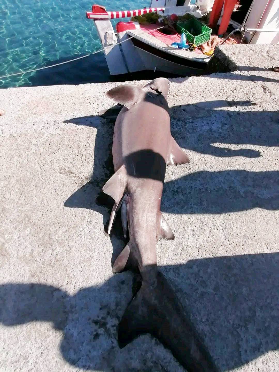 Καρχαρίας Χανιά