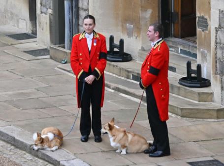 Κόργκι βασίλισσα Ελισάβετ