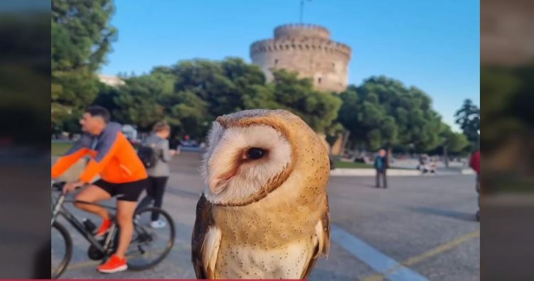 κουκουβάγια- Θεσσαλονίκη