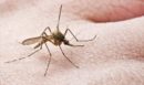 Επιστήμονες έφτιαξαν κουνούπια που δεν μεταδίδουν την ελονοσία