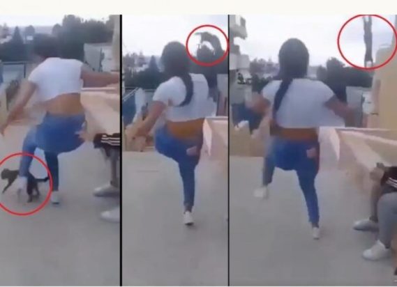 Κρήτη κακοποίηση γάτας