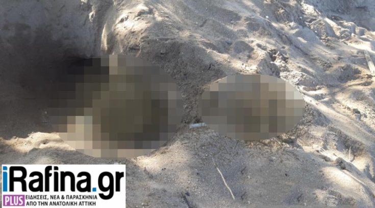 Ραφήνα κρανίο