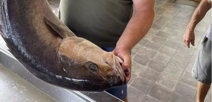 ψάρι μαγιάτικο