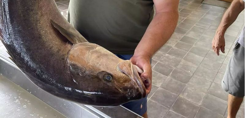 ψάρι μαγιάτικο