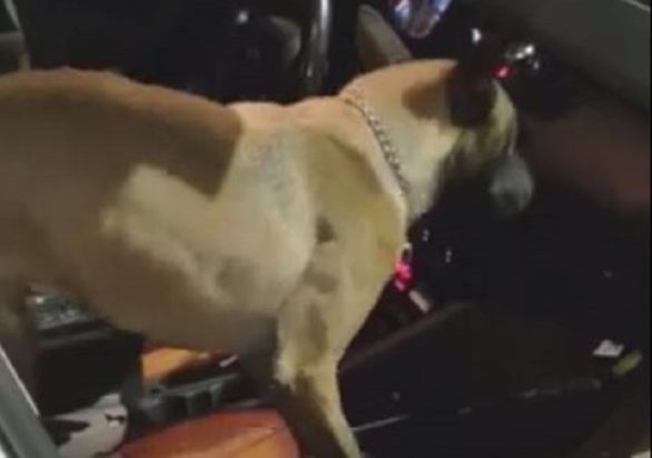 αστυνομικός σκύλος