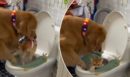 Ζηλιάρης σκύλος έριξε γάτα μέσα στην τουαλέτα – Επικό ΒΙΝΤΕΟ