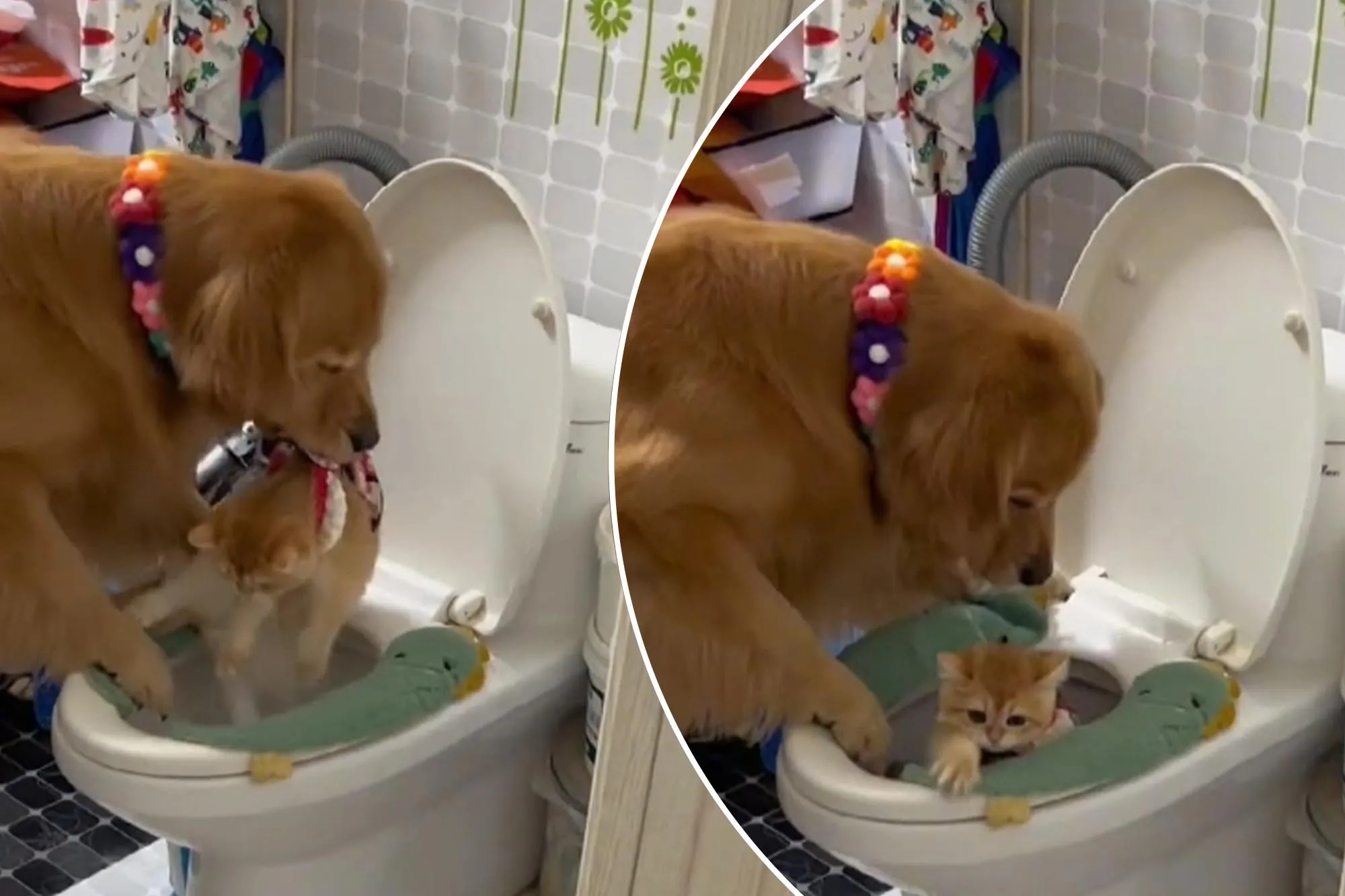 Σκύλος Γάτα