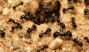 Γνωρίζετε πόσα μυρμήγκια υπάρχουν στη Γη; – Θα χάσετε το μέτρημα