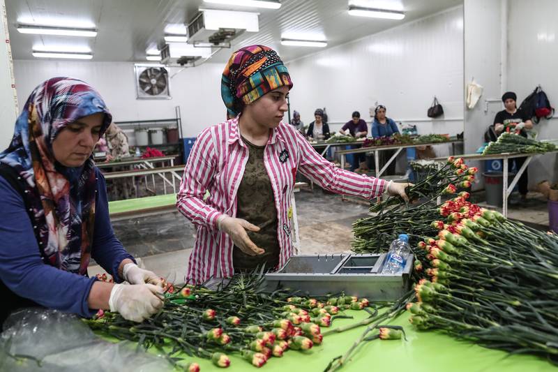 Τουρκία Λουλούδια