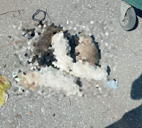 κουτάβια Τρίκαλα