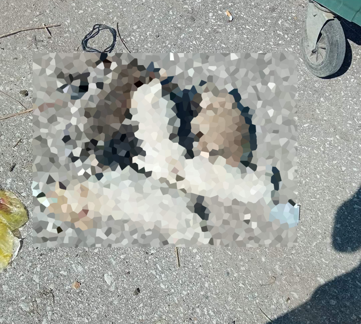 κουτάβια Τρίκαλα