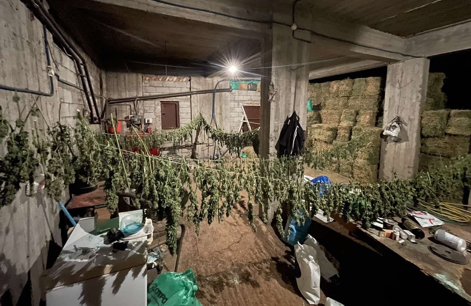 Ζωνιανά ναρκωτικά