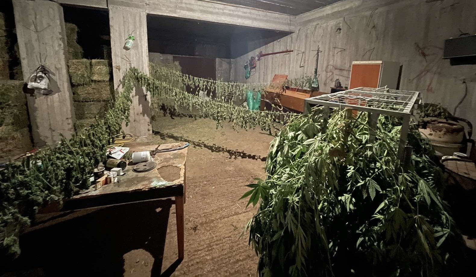 Ζωνιανά ναρκωτικά